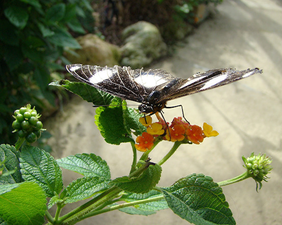 diadem